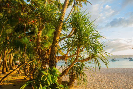 Beautiful tropical landscape with palm trees in the evenin. Boracay island, Philippinesの写真素材