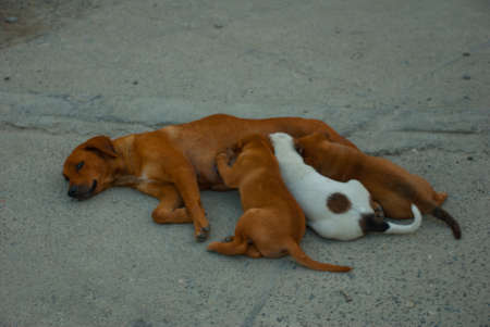 The dog is lying on the road and feeds puppies. Boracay, Philippinesの写真素材