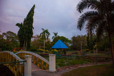 Overgrown pond with water lilies in the evening at the bridge in the Park. Sabah, Malaysia. Kota Kinabaluの写真素材