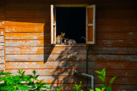 Wooden house on the window sits a cat. Kota Kinabalu City is the capital of the state of Sabah, located in East Malaysia.の写真素材