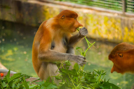 Proboscis Monkey Nasalis larvatus endemic of Borneo. Male portrait with a huge nose. Borneo...