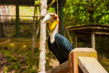 side view of Rhinoceros Hornbill bird head shot. Borneo, Malaysia.