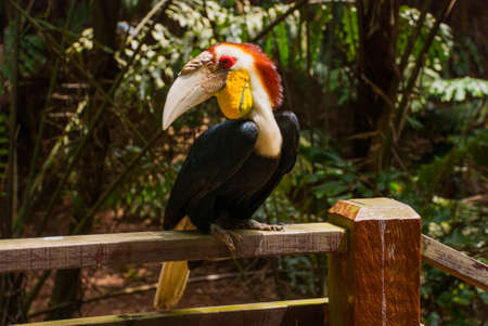 side view of Rhinoceros Hornbill bird head shot. Borneo, Malaysia.の写真素材