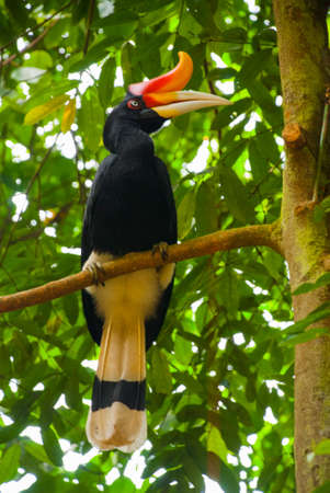 side view of Rhinoceros Hornbill bird head shot. Borneo, Malaysia.の写真素材