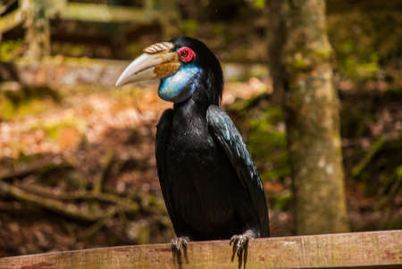 side view of Rhinoceros Hornbill bird head shot. Borneo, Malaysia.の写真素材