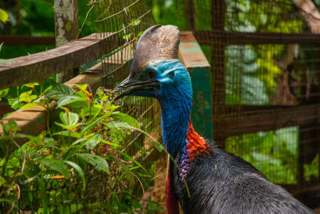 Southern cassowary, Casuarius casuarius, also known as the double-wattled cassowary. Borneo, Malaysia.の写真素材