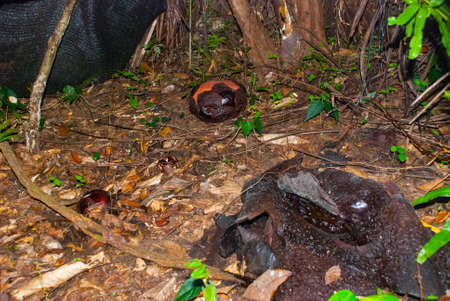 Rafflesia, the biggest flower in the world. This species located in Ranau Sabah, Borneo. Malaysiaの写真素材