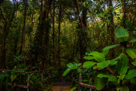 Tropical Rainforest Landscape in the summer, Sabah Borneo, Malaysiaの写真素材