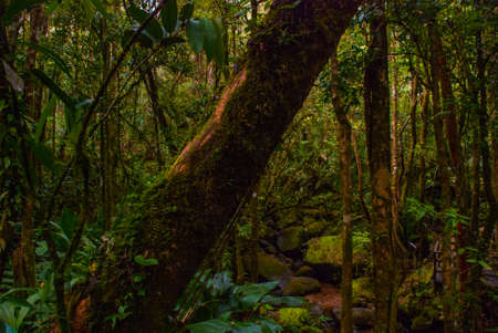 Tropical Rainforest Landscape in the summer, Sabah Borneo, Malaysia