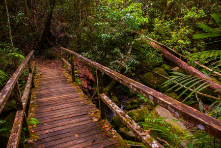 Branch and Creek. Tropical Rainforest Landscape in the summer, Sabah Borneo, Malaysiaの写真素材