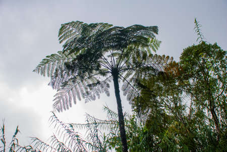 Beautiful palm leaf against the sky in the summer, Sabah Borneo, Malaysiaの写真素材