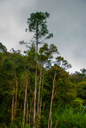 Beautiful trees against the sky in the summer, Sabah Borneo, Malaysiaの写真素材