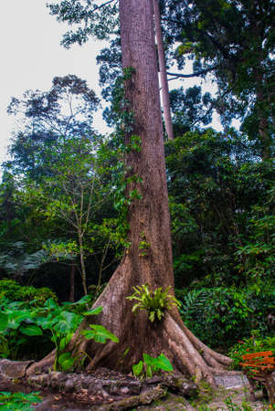 Tropical Rainforest Landscape in the summer, Unusual trees. Sabah Borneo, Malaysiaの写真素材