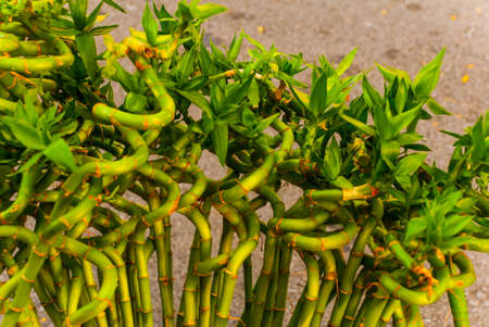 Twisted green bamboo. Plant with leaves. Malaysiaの写真素材