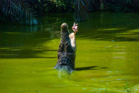 Crocodiles at Crocodile Farm in Sarawak. Borneo. Malaysia. Jong's Crocodile Farm Zoo.の写真素材