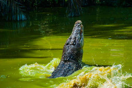 Crocodiles at Crocodile Farm in Sarawak. Borneo. Malaysia. Jong's Crocodile Farm Zoo.の写真素材