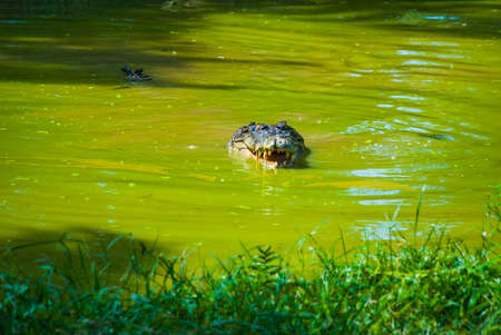 Crocodiles at Crocodile Farm in Sarawak. Borneo. Malaysia. Jong's Crocodile Farm Zoo.の写真素材