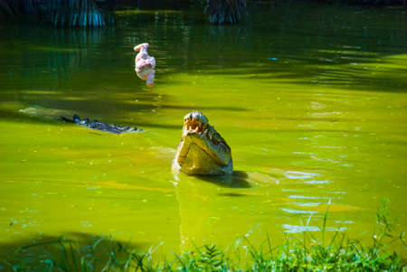 Crocodiles at Crocodile Farm in Sarawak. Borneo. Malaysia. Jong's Crocodile Farm Zoo.の写真素材