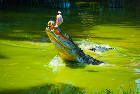Crocodiles at Crocodile Farm in Sarawak. Borneo. Malaysia. Jong's Crocodile Farm Zoo.の写真素材