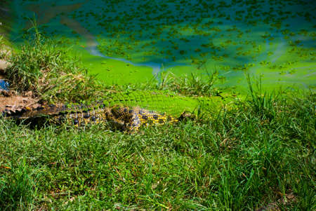 Crocodiles at Crocodile Farm in Sarawak. Borneo. Malaysia. Jong's Crocodile Farm Zoo.の写真素材