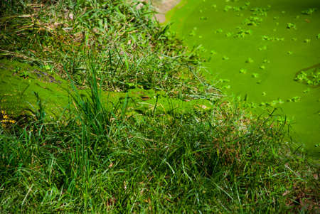 Crocodiles at Crocodile Farm in Sarawak. Borneo. Malaysia. Jong's Crocodile Farm Zoo.の写真素材