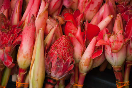 lotus flower opening up lotus flower lotus flower opening its petals Malaysiaの写真素材