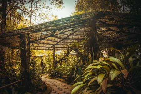 Botanical garden in the Park, Malaysia, Asia Borneo Sabah