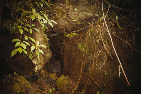 Nature rain forest. Tropical Rainforest Landscape, Malaysia, Asia Borneo Sabahの写真素材