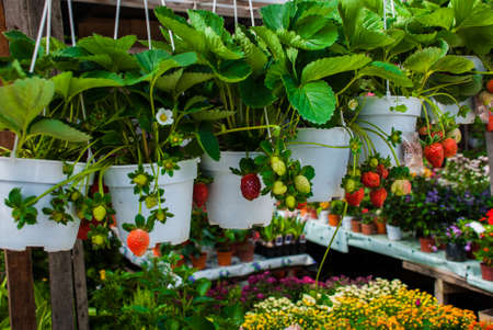Flowers and strawberries in pots. Flowers at the farmers ' market in Malaysia. Sabah Borneoの写真素材