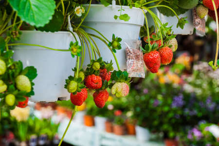 Flowers and strawberries in pots. Flowers at the farmers ' market in Malaysia. Sabah Borneoの写真素材