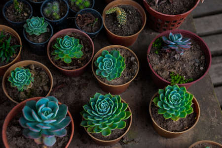 Green plant in a clay pot, top view. Malaysiaの写真素材