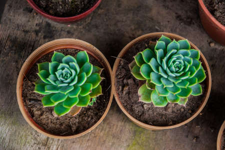 Green plant in a clay pot, top view. Malaysiaの写真素材