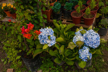 Flowers at the farmers ' market in Malaysia. Sabah Borneo