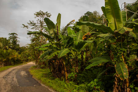 Road with palm trees. Malaysia, Borneo island Sabahの写真素材