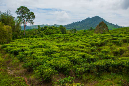 Green Tea Plantations Sabah, Borneo island, Malaysiaの写真素材
