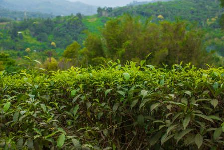 Green Tea Plantations Sabah, Borneo island, Malaysiaの写真素材