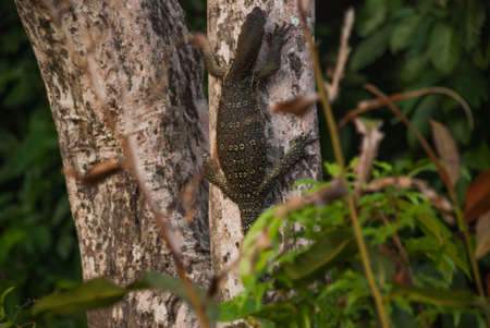 Malaysian varan big lizard in the wild. Wild flora and fauna of Southeast Asia. Borneo, Sabahの写真素材