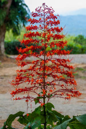 Natural Red flowers. Sabah, Borneo island Malaysiaの写真素材