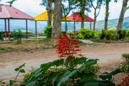 Landscape with trees, flowers and gazebos. Sabah tea. Borneo island, Malaysiaの写真素材