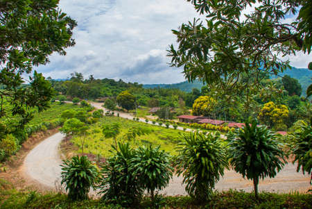 The road and bushes in the summer. The landscape on the island of Borneo. Sabah Malaysia.の写真素材
