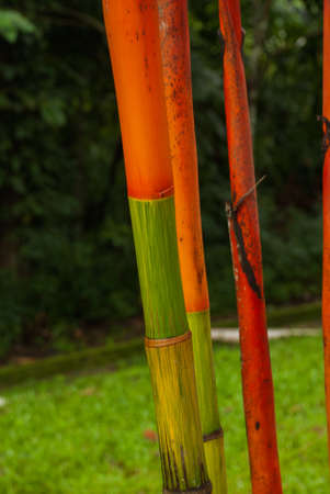 Red and green fresh sugarcane in garden. Borneo, Sabah Malaysiaの写真素材