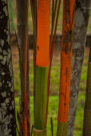 Red and green fresh sugarcane in garden. Borneo, Sabah Malaysiaの写真素材