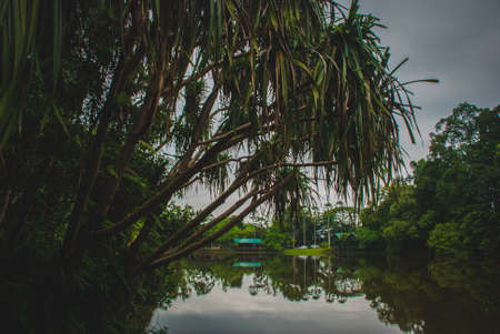 Lake in cloudy weather, the trees reflected in the water in the summer Borneo, Sabah, Malaysiaの写真素材