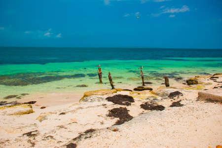 Seagulls sit on a pole. Tropical Resort. Caribbean sea Jetty near Cancun, Mexico. Mexico beach tropical in Caribbeanの写真素材