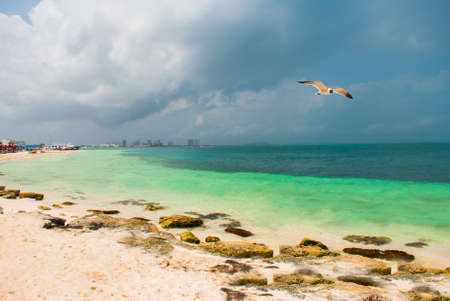 Seagull flies before the storm.Tropical Resort. Caribbean sea Jetty near Cancun. Mexico beach tropical in Caribbeanの写真素材