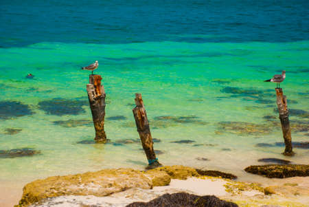 Seagulls sit on a pole. Travel, Tourism and Vacations Concept. Tropical Resort. Caribbean sea Jetty near Cancun, Mexico. Mexico beach tropical in Caribbeanの写真素材