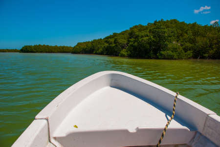The nose of the boat. Dry mangrove trees. View from the boat. Rio Lagartos, Yucatan, Mexico