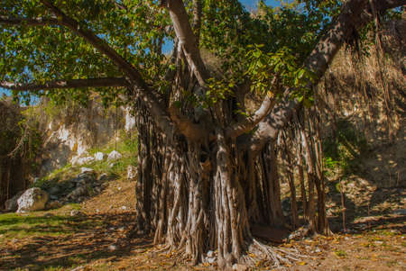 Beautiful huge green trees with lianas. Havana, capital of Cubaの写真素材