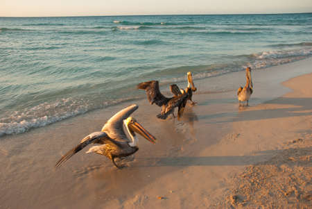 Beautiful pelicans by the sea at sunset. Varadero. Cuba.の写真素材