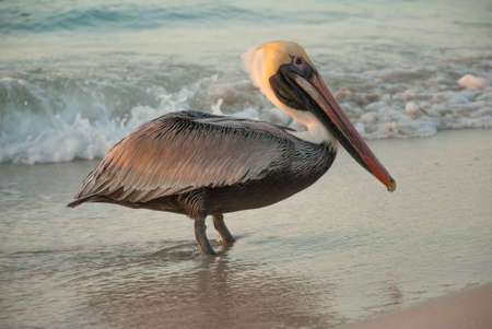 Beautiful pelicans by the sea at sunset. Varadero. Cuba.の写真素材